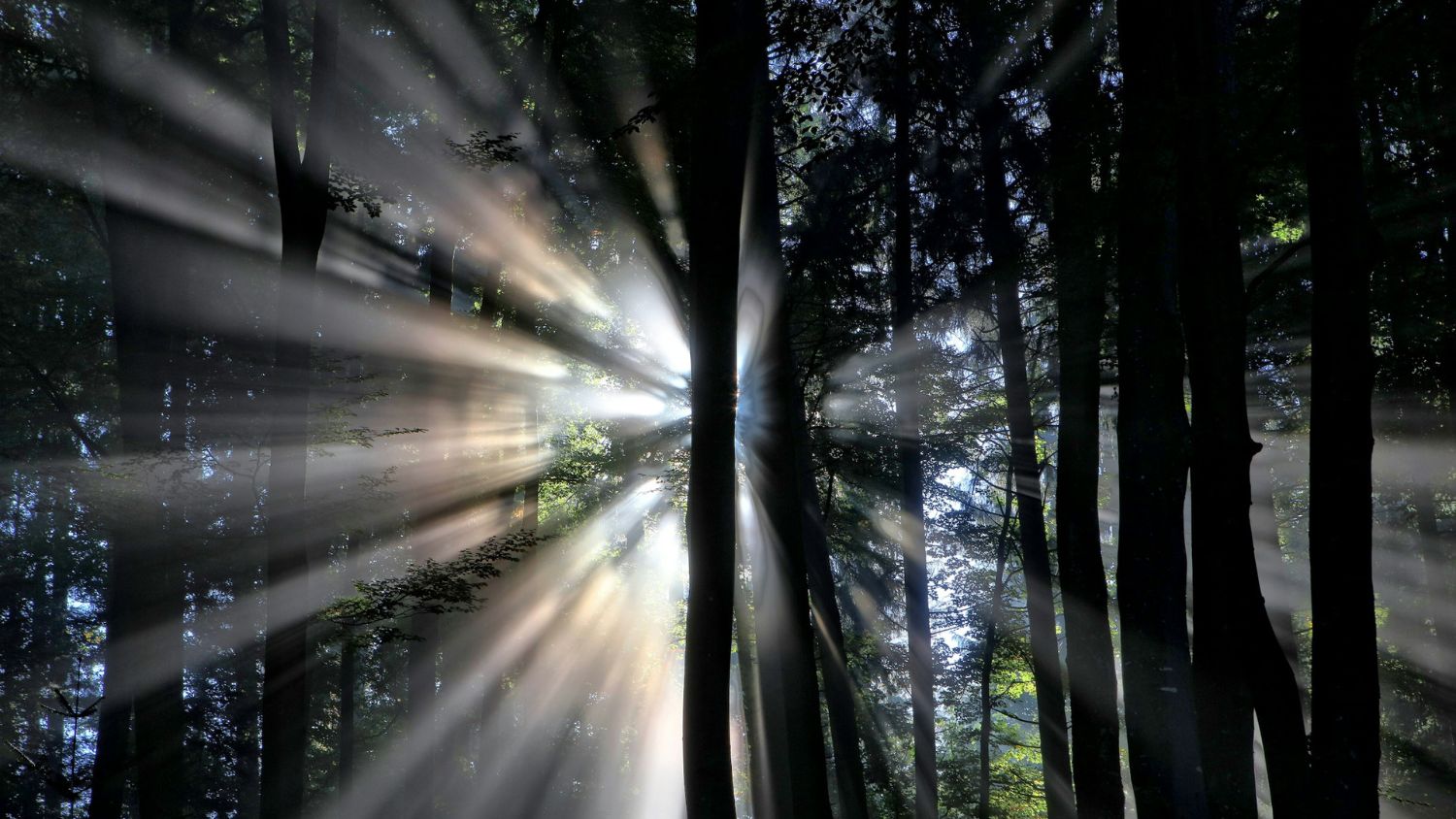 Wald mit Lichstrahlen